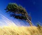 Kuvvetli rüzgar bir ağaç hits
